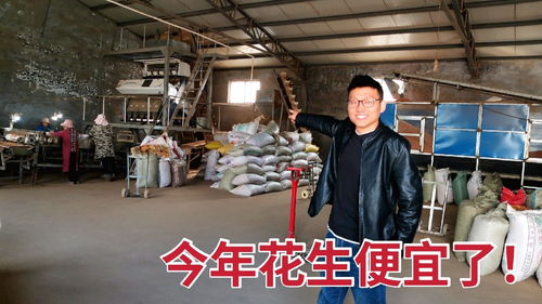 去花生筛选厂参观,收购商表示今年花生价格便宜,但精品还是贵